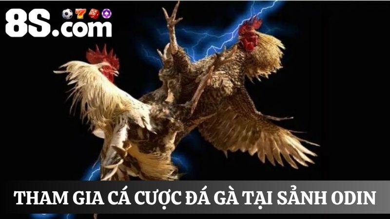 đá gà 8S sảnh ODIN